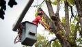 St. Clair Tree Removal Service
